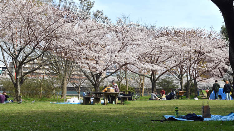 DSC 0001 - 八千代市「新川千本桜」のソメイヨシノが満開！